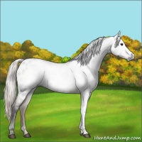 Horse Color:Gray Silver Grullo Appaloosa