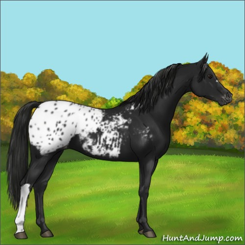 Horse Color:Gray Black Appaloosa 