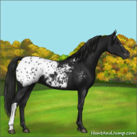 Horse Color:Gray Black Appaloosa