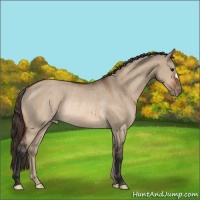 Horse Color:Bay Dun Varnish Rabicano 