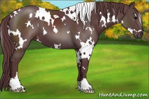 Horse Color:White Spotted Chocolate Black