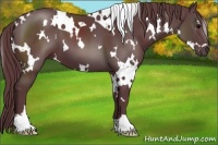 Horse Color:White Spotted Chocolate Black