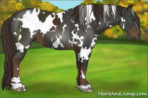 Horse Color:White Spotted Liver Chestnut 