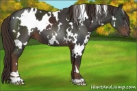 Horse Color:White Spotted Liver Chestnut