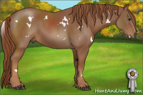 Horse Color:White Spotted Chestnut 