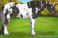 Horse Color:White Spotted Liver Chestnut Tobiano 
