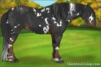 Horse Color:White Spotted Liver Chestnut