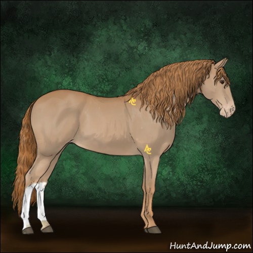 Horse Color:Chestnut Appaloosa 