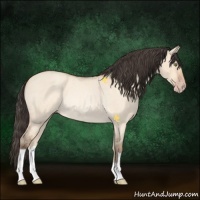 Horse Color:Amber Champagne Roan Dun Rabicano 