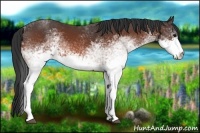 Horse Color:White Spotted Bay 