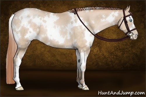 Horse Color:White Spotted Buckskin Pearl 