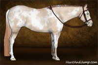 Horse Color:White Spotted Buckskin Pearl 