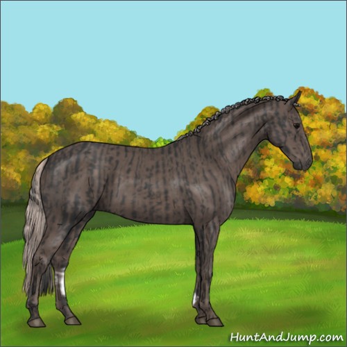 Horse Color:Black and Silver Black