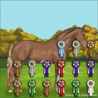 Horse Color:Chestnut Appaloosa