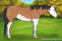 Horse Color:Bay Splash 