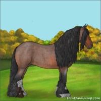 Horse Color:Bay Roan 
