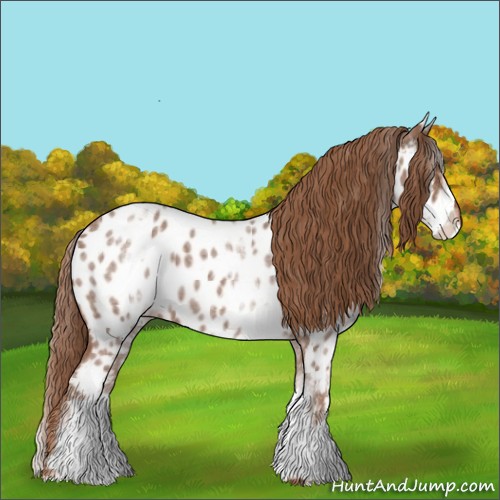 Horse Color:White Spotted Red Roan Appaloosa 