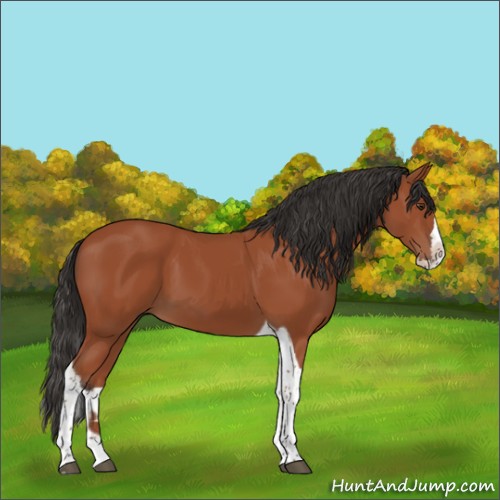 Horse Color:Bay Sabino Splash Tobiano 