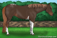 Horse Color:Liver Chestnut Tobiano 