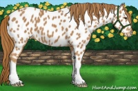 Horse Color:Chestnut Appaloosa