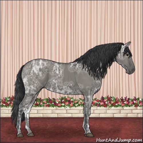 Horse Color:Grullo Ice