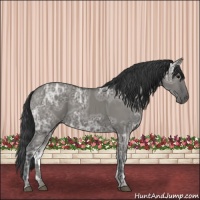 Horse Color:Grullo Ice 