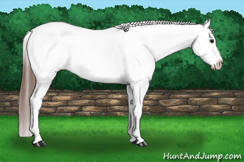Horse Color:Bay Tobiano Appaloosa