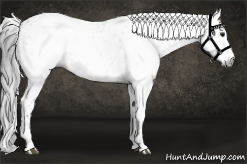 Horse Color:Gray Brown Dun Appaloosa 