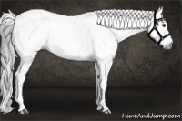 Horse Color:Gray Brown Dun Appaloosa