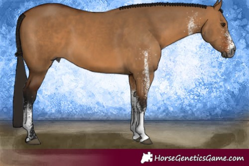Horse Color:Gray White Spotted Bay Dun Rabicano