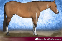 Horse Color:Gray White Spotted Bay Dun Rabicano
