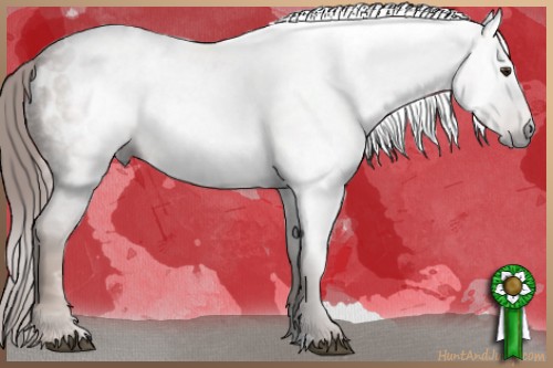 Horse Color:Gray Red Roan Appaloosa 