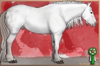 Horse Color:Gray Red Roan Appaloosa 