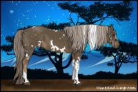Horse Color:White Spotted Chocolate Palomino Tobiano