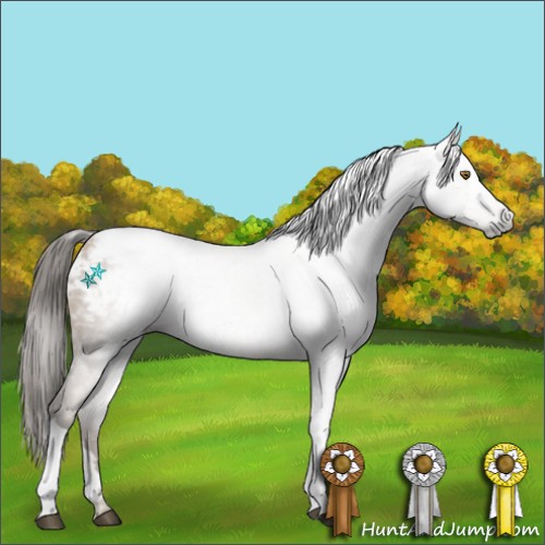 Horse Color:Gray Black Pearl Appaloosa