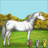Horse Color:Gray Black Pearl Appaloosa