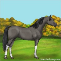 Horse Color:Grullo Tobiano Brindle