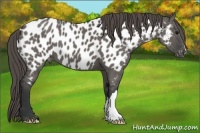 Horse Color:Grullo Appaloosa 