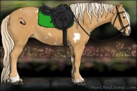 Horse Color:White Spotted Palomino Sabino 