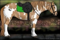 Horse Color:White Spotted Chestnut 