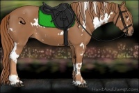 Horse Color:White Spotted Chestnut 