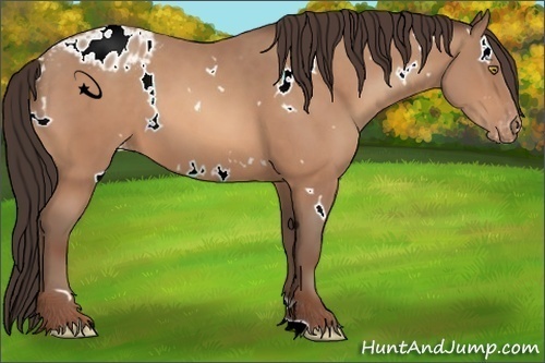 Horse Color:White Spotted Sable Champagne Appaloosa 