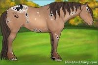Horse Color:White Spotted Sable Champagne Appaloosa