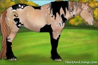 Horse Color:White Spotted Gold Champagne Tobiano 