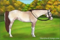 Horse Color:Chocolate Amber Champagne Ice Onyx Splash 