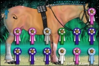 Horse Color:Palomino Tobiano 