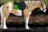 Horse Color:White Spotted Palomino Tobiano 