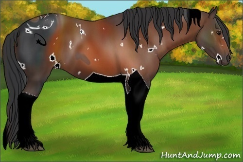 Horse Color:ERROR: UNKNOWN ANOMALY