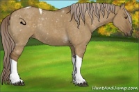 Horse Color:Chocolate Palomino Dun Tobiano Rabicano
