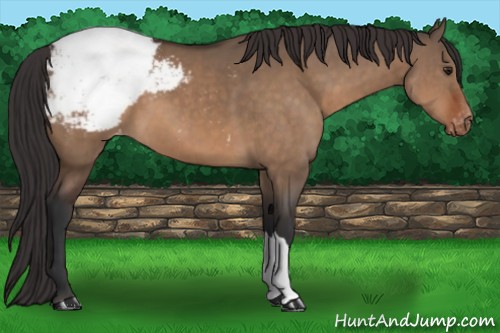 Horse Color:Brown Dun Appaloosa